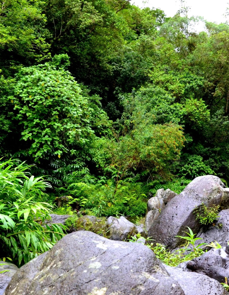 BosqueHome_02